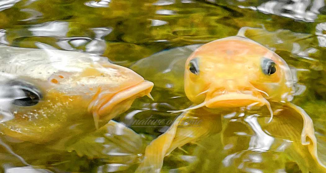 koi fish with whiskers