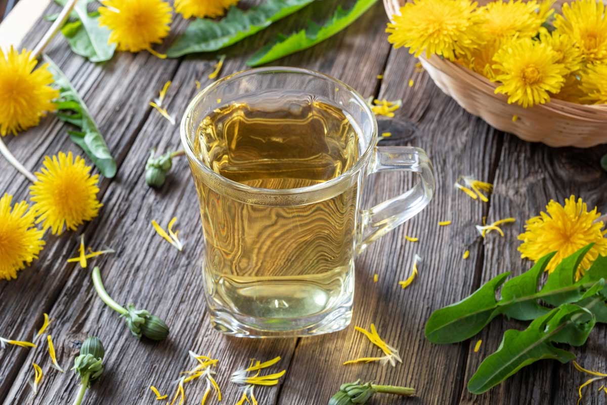 Dandelion Flower: 11 Surprising Uses & Interesting Facts 11 dandelion tea