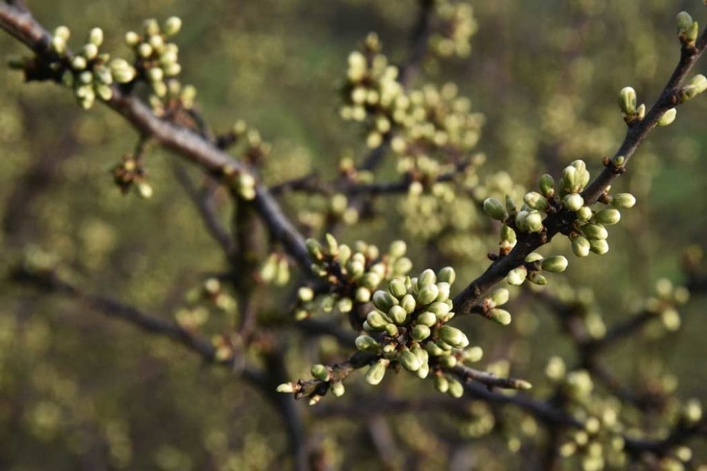 How to Make Soil Acidic 10 Budding Buckthorn Tree
