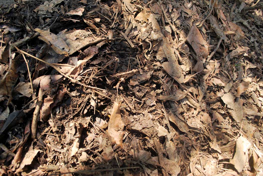 How to Make Soil Acidic 5 leaf compost