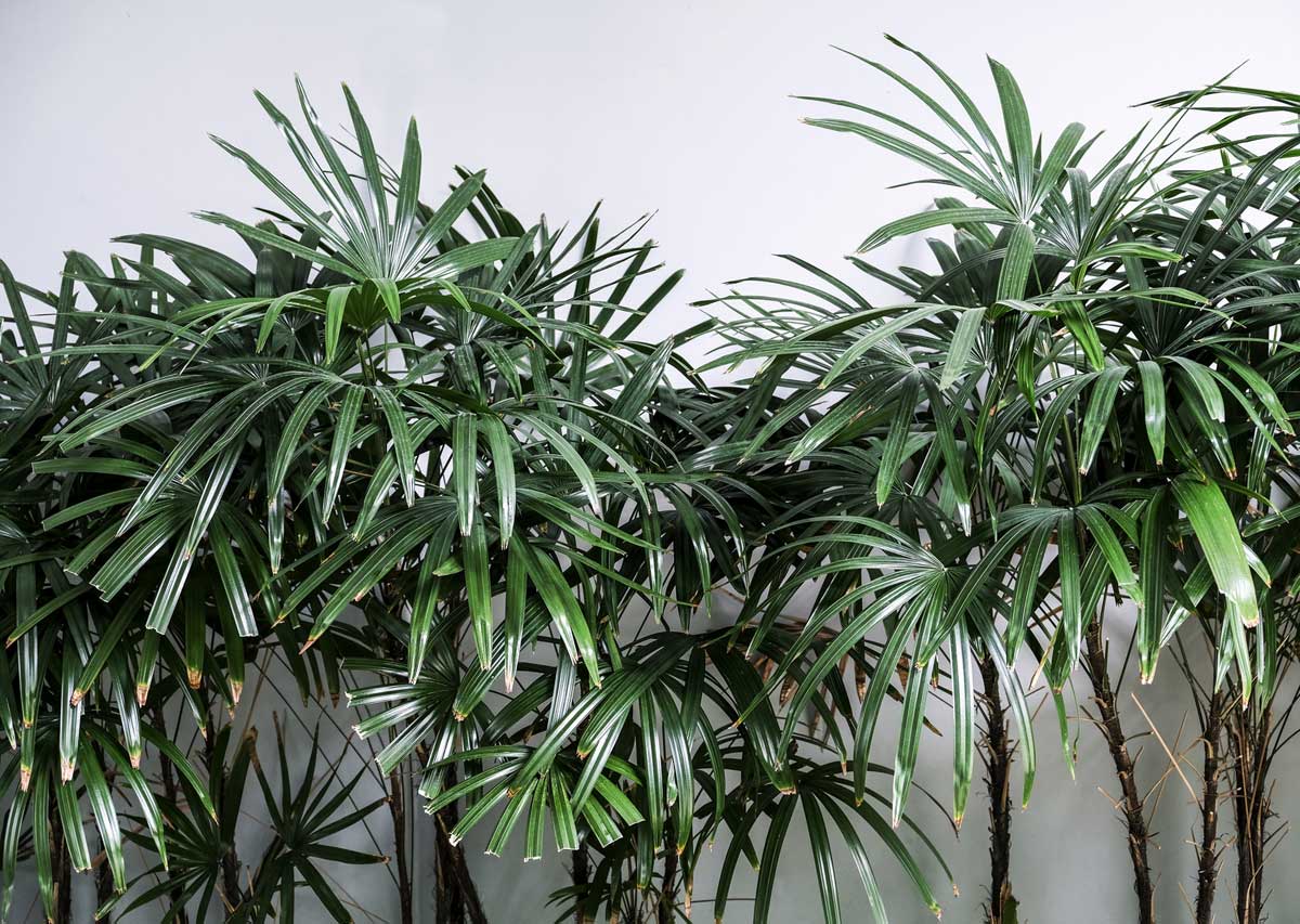 Indoor Trees That Thrive in Low Light: 8 Best 6 group of lady palms in indirect sunlight