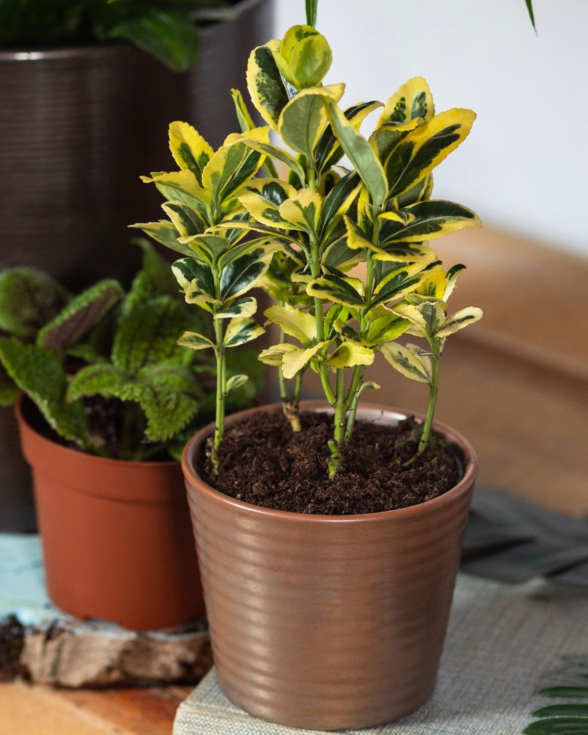 Indoor Trees That Thrive in Low Light: 8 Best 3 low-light umbrella tree plant