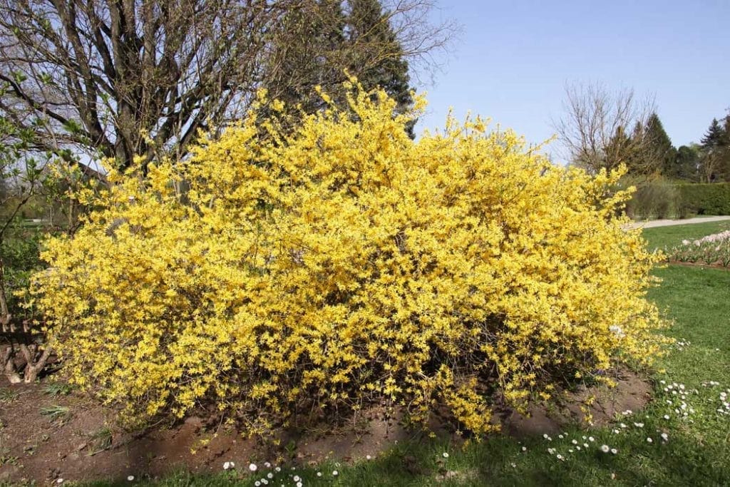 How to Make Soil Acidic 11 Yellow Blooming Forsythia in Spring