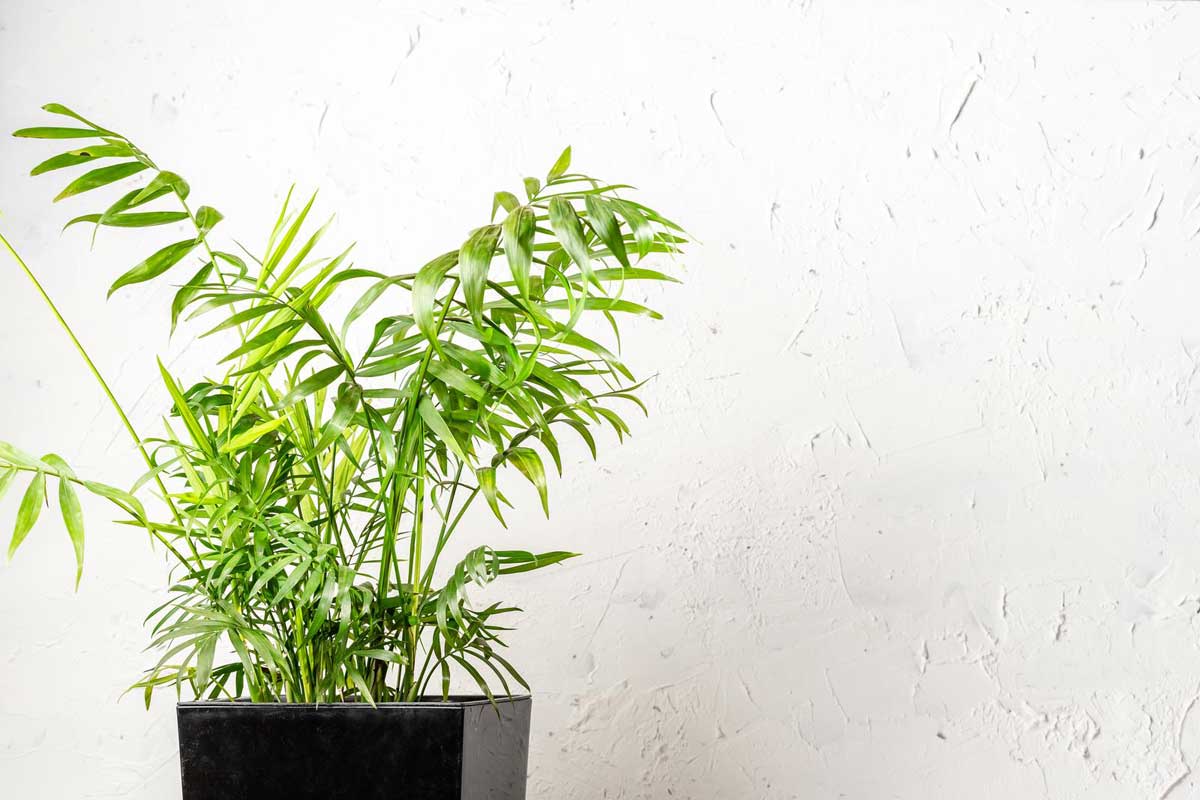 Indoor Trees That Thrive in Low Light: 8 Best 7 parlor plants in low lighting