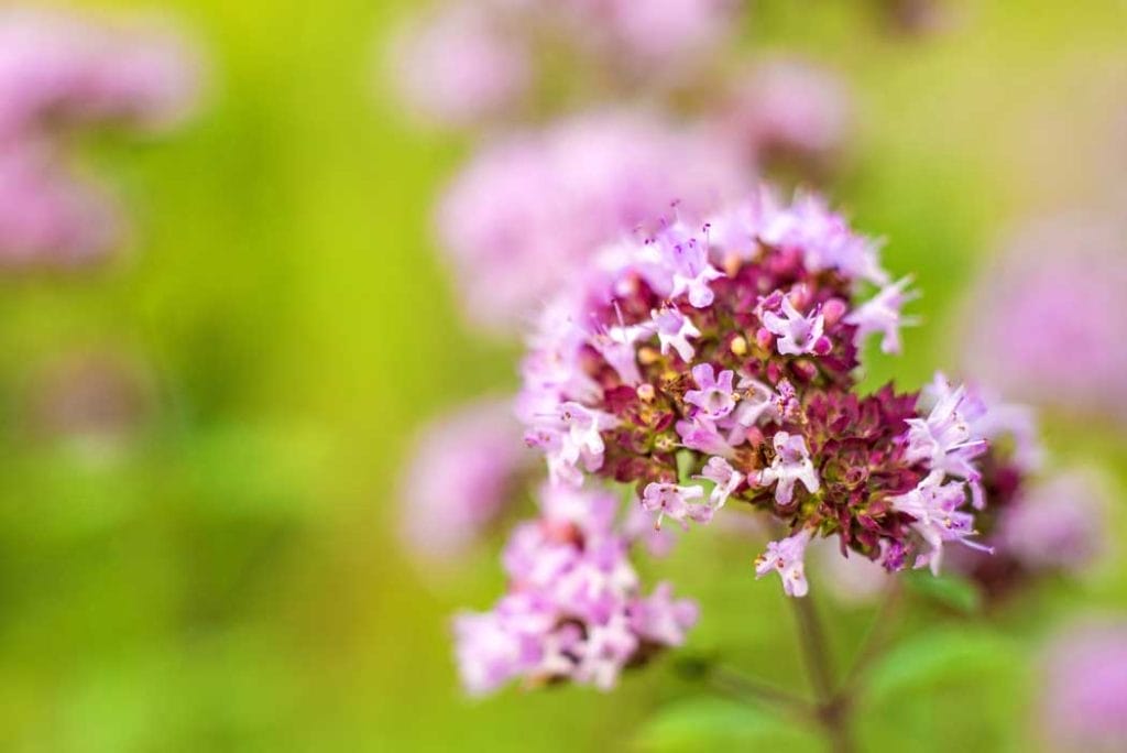 How to Make Soil Acidic 13 Wild marjoram likes alkaline soil