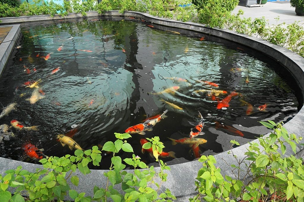 Home - Koi Pond in MUST