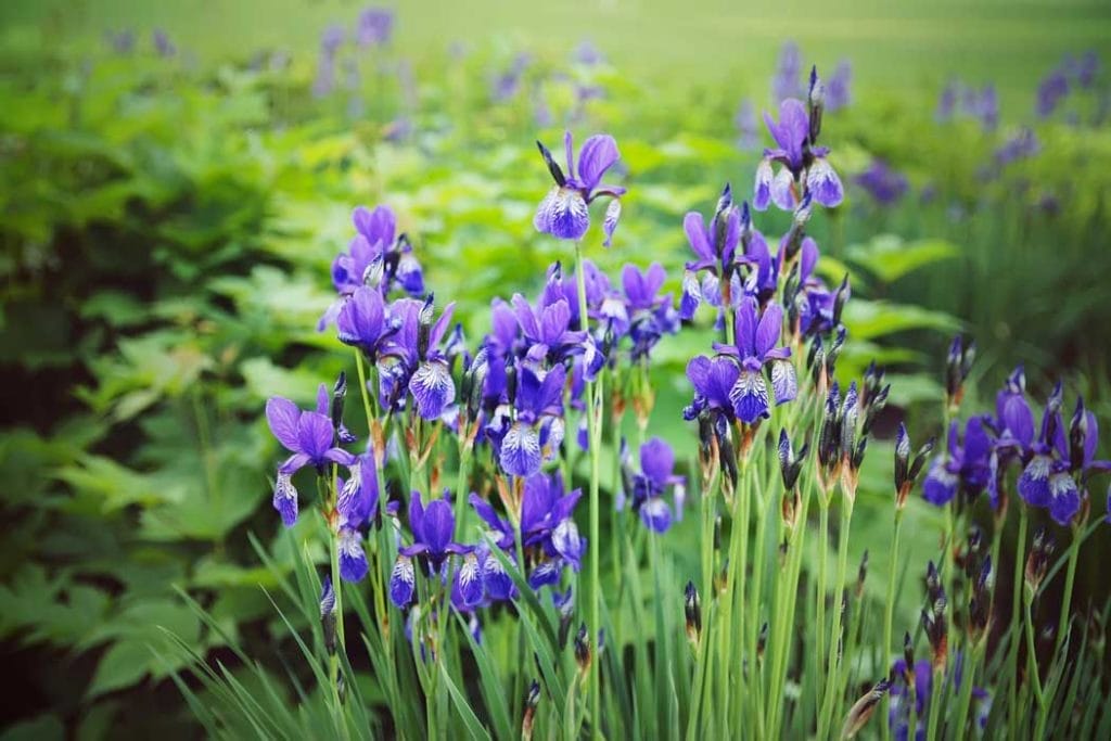 How to Make Soil Acidic 16 japanese iris thrives in acidic soil