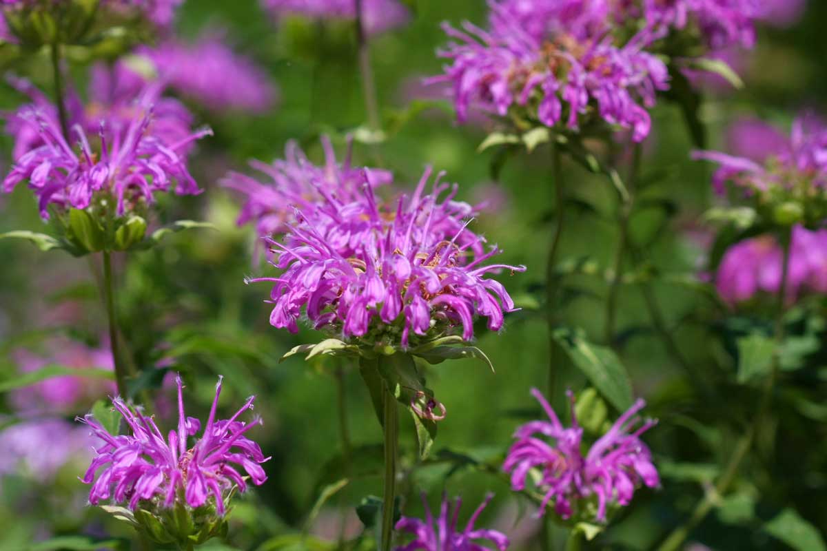Mosquito Repellent Plants: 18 Plants (Annual & Perennial) & 2 Trees 9 bee balm will help repel bugs and attract bees and butterflies