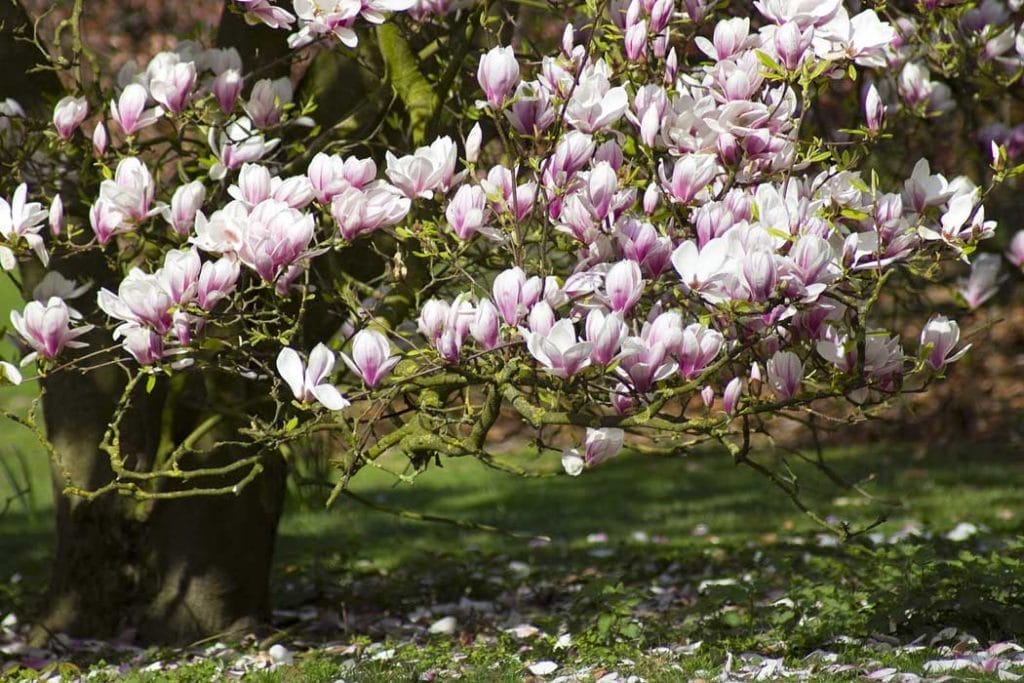 How to Make Soil Acidic 14 Magnolia trees like acidic soil