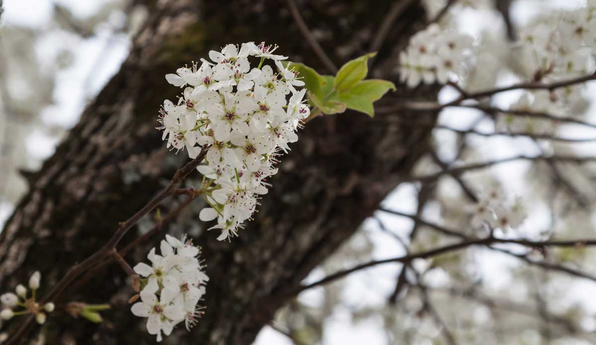 Do Dogwood Trees Smell Bad? It's Not What You Think 3 Do Dogwood Trees Smell Bad? It's Not What You Think - bradford pear bloom
