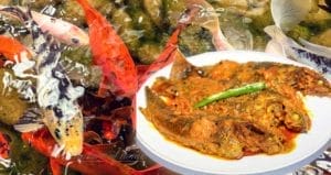 Can You Eat Koi Fish? 1 eating koi fish on a plate with koi in background