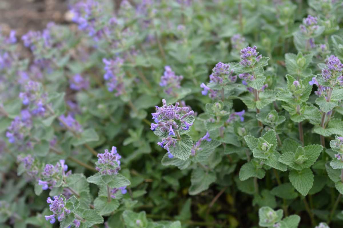 "Best" Perennial Plants That Repel Mosquitoes ~ Shade & Sun 7 catnip works to help repel mosquitoes along with snakes