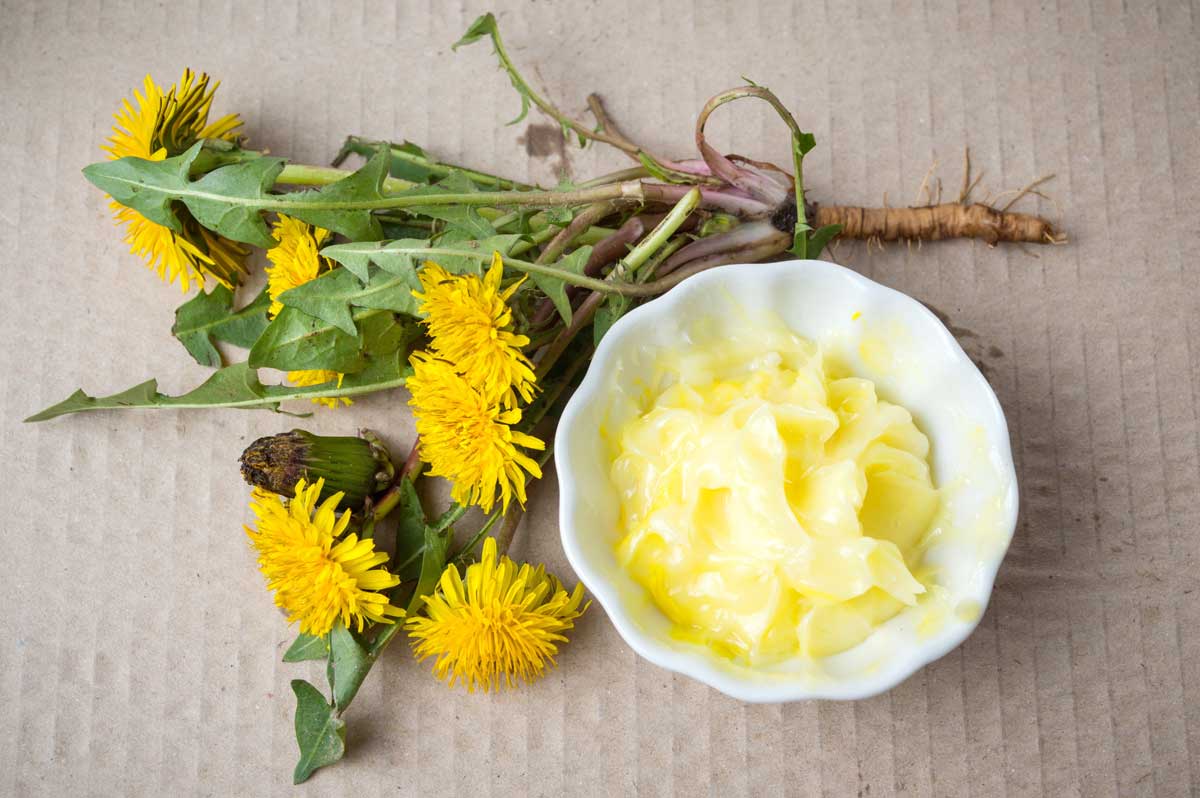 Dandelion Flower: 11 Surprising Uses & Interesting Facts 13 dandelion flower salve