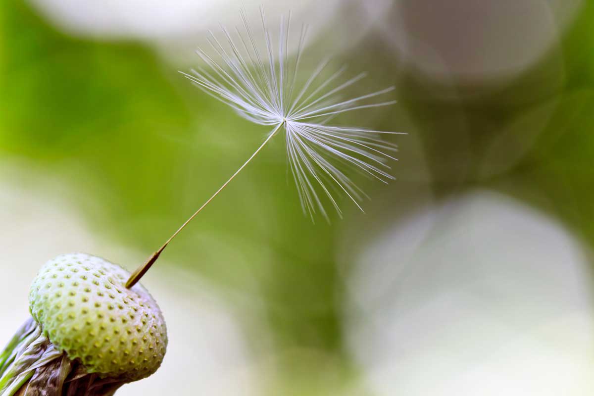 Dandelion Flower: 11 Surprising Uses & Interesting Facts 4 single seed on a dandelion flower