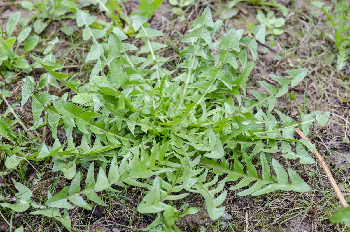 Dandelion Flower: 11 Surprising Uses & Interesting Facts 2 how dandelion flowers got their name is from their tooth-shaped leaves.