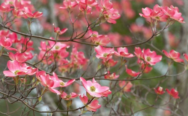 Do Dogwood Trees Smell Bad? It's Not What You Think 4 dogwood tree blooming and smell