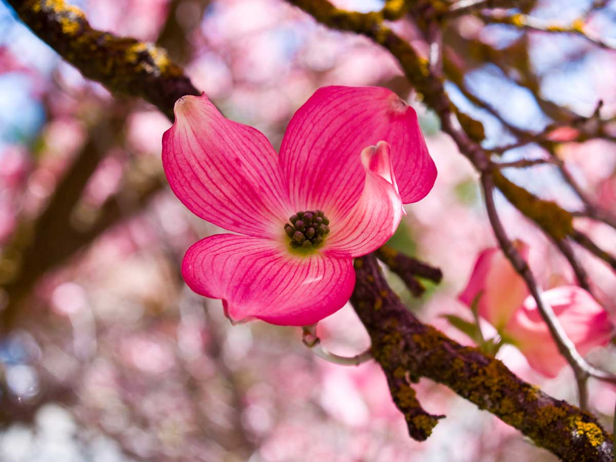 Do Dogwood Trees Smell Bad? It's Not What You Think 2 Do Dogwood Trees Smell Bad? It's Not What You Think - dogwood tree blooming flower