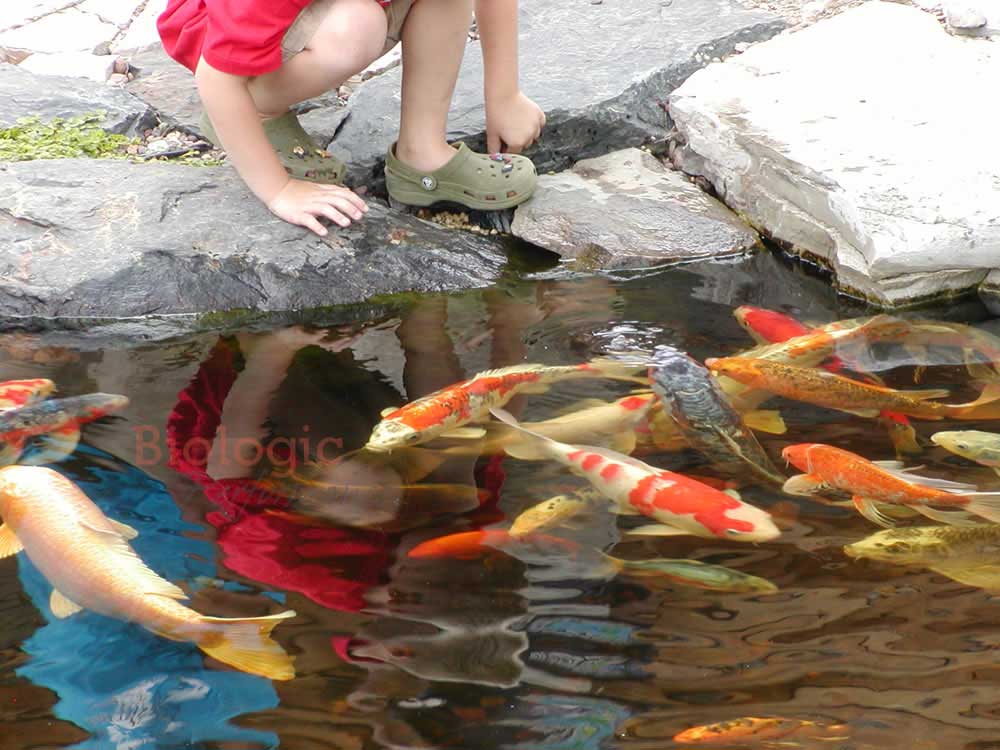 Can You Eat Koi Fish? 4 child feeding koi fish