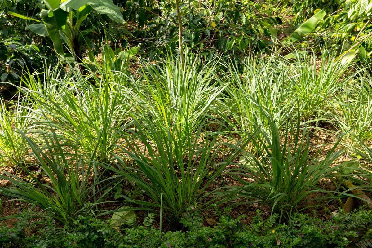"Best" Perennial Plants That Repel Mosquitoes ~ Shade & Sun 8 keep gnats, snakes, and mosquitos away with lemongrass plants