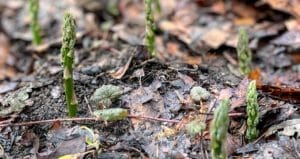 How to Grow Asparagus: 6 Step for Successful Growing 1 growing asparagus