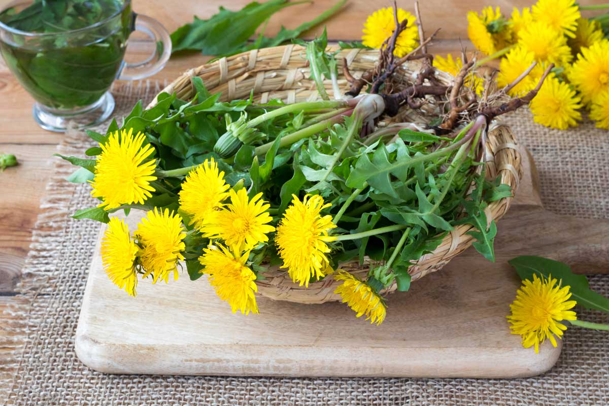 Dandelion Flower: 11 Surprising Uses & Interesting Facts 6 harvesting dandelion plants