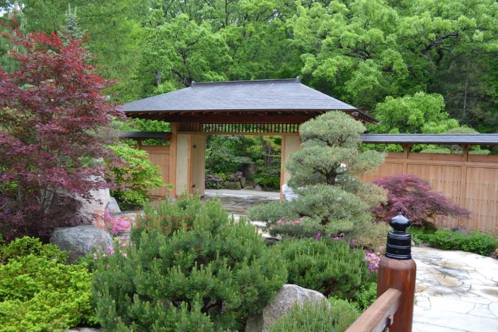 Can You Eat Koi Fish? 2 The history of koi fish started in Japan, this is a common Japanese setting