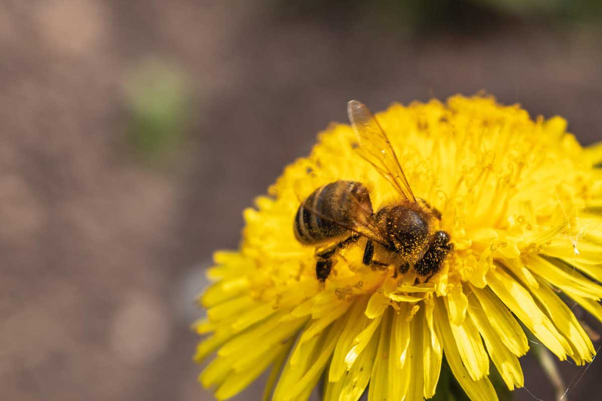 Dandelion Flower: 11 Surprising Uses & Interesting Facts 3 Honeybees depend on dandelion flowers for early spring nectar.