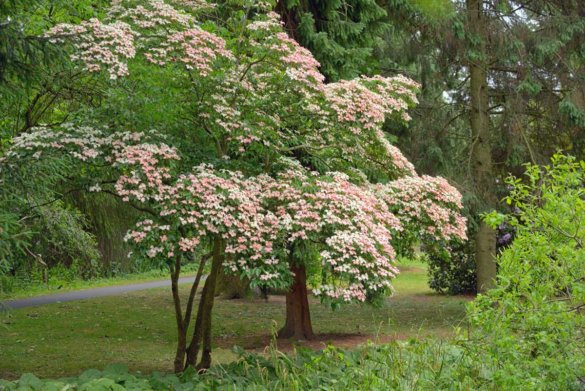 Do Dogwood Trees Smell Bad? It's Not What You Think 4 Do Dogwood Trees Smell Bad? It's Not What You Think - korean dogwood tree in botanical garden dublin