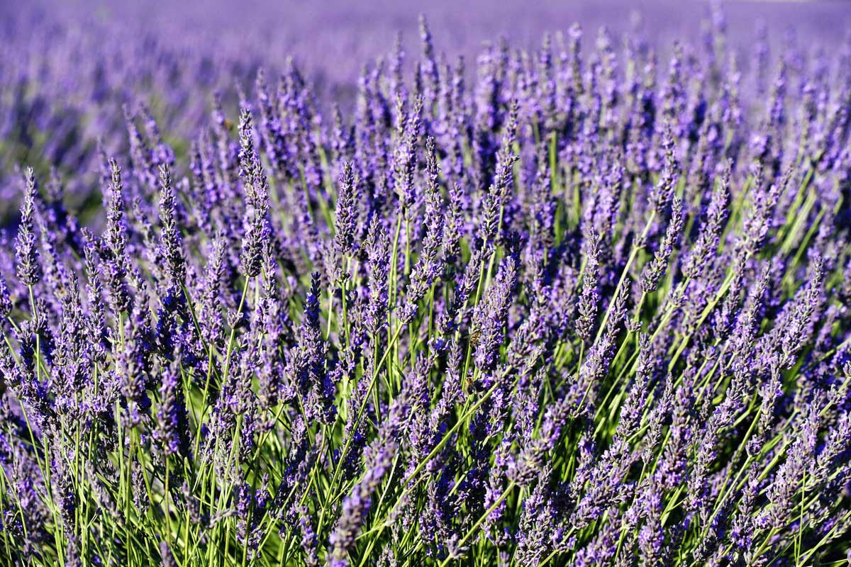 Drought-Tolerant Plants For Every Landscape & Plant Type 12 lavender plants in bloom