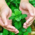 Say Goodbye to Mosquitoes with These DIY Mason Jar Candles 8 Say Goodbye to Mosquitoes with These DIY Mason Jar Candles - mint perennial plant repels mosquitoes ss125968838
