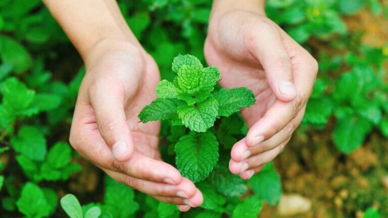 "Best" Perennial Plants That Repel Mosquitoes ~ Shade & Sun 3 mint is a perennial plant repels mosquitoes