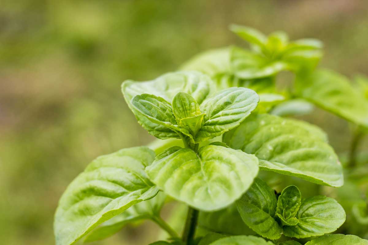 Mosquito Repellent Plants: 18 Plants (Annual & Perennial) & 2 Trees 11 mint is a fast grower and repels bugs