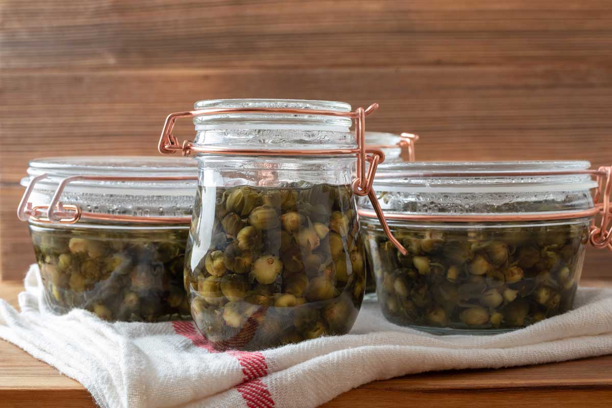 Dandelion Flower: 11 Surprising Uses & Interesting Facts 14 pickled dandelion flower buds in jars