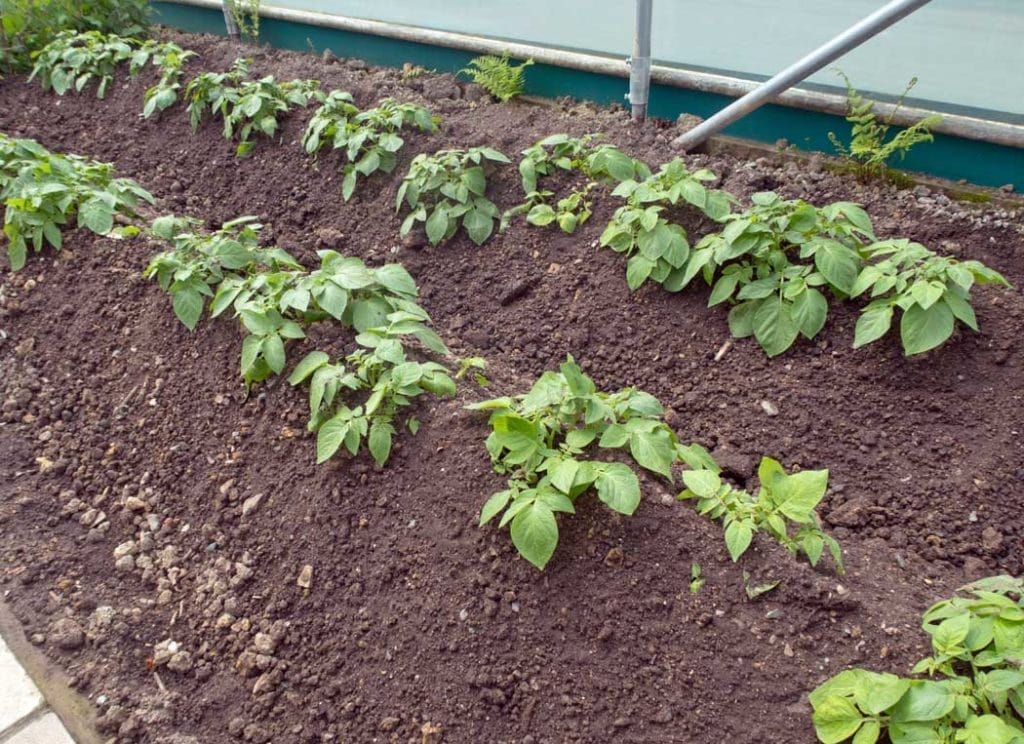 "Amazing" Raised Bed Garden Ideas ~ Easy & Affordable 4 mounded soil for a natural raised bed garden