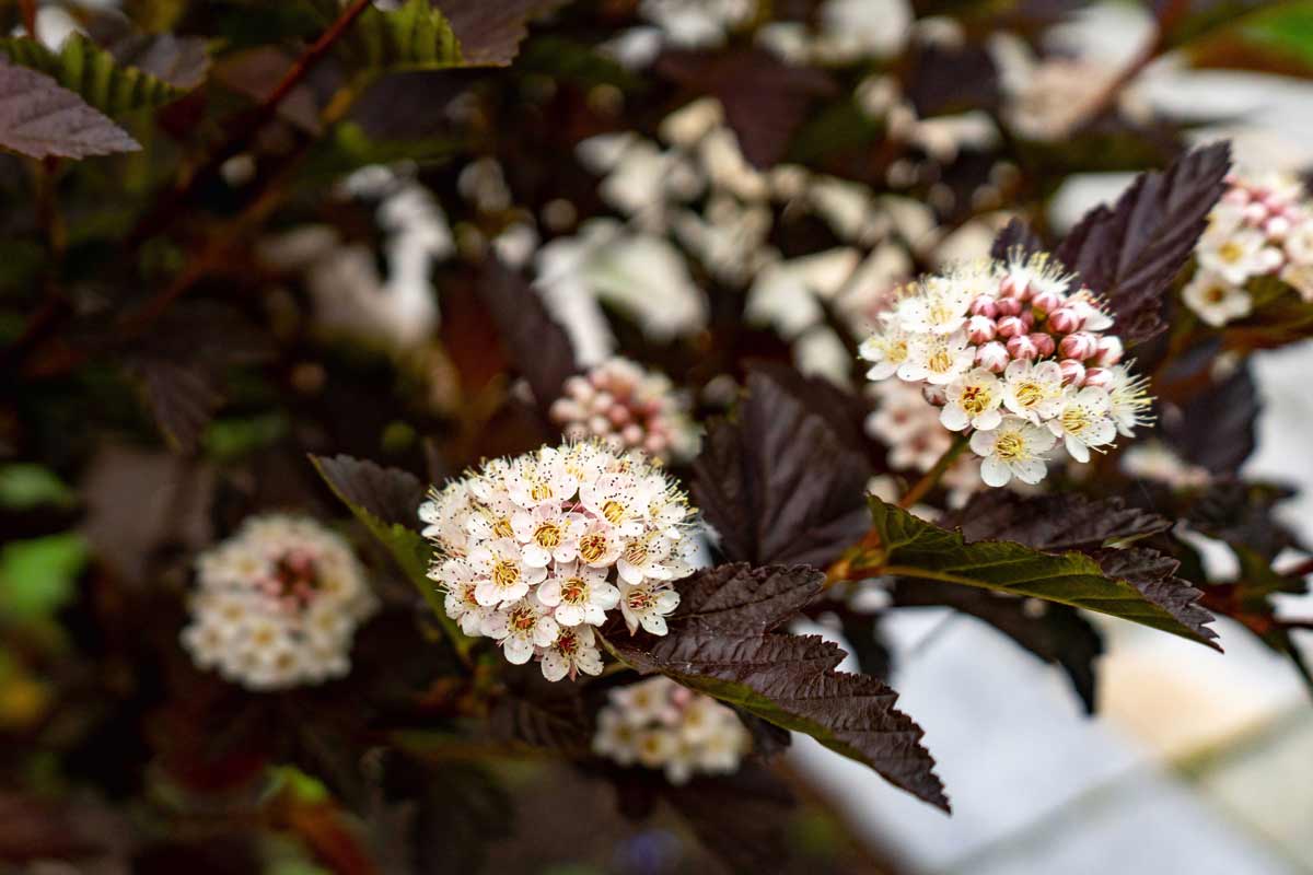 22 Beautiful White Flowering Shrubs for Any Garden 14 wine ninebark white flowering shrub