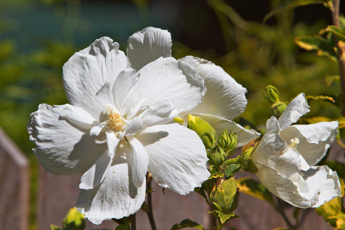 Trees With White Flowers: 23 Beautiful Choices 11 white rose of sharon tree with blooming white flowers in spring