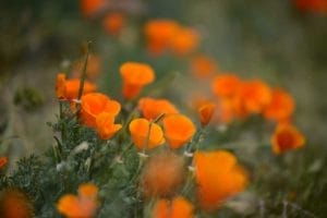 Alkaline Plants: 67 Trees, Shrubs, Vegetables & Flowers That Thrive 1 california poppy is an alkaline plant