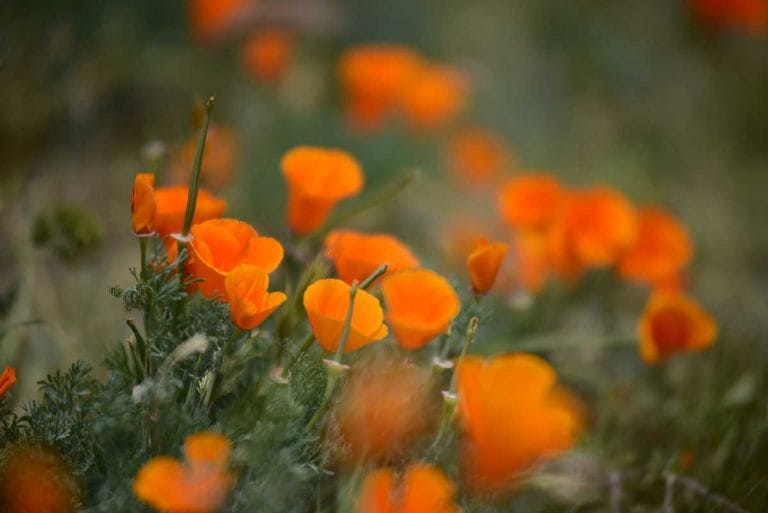 Alkaline Plants: 67 Trees, Shrubs, Vegetables & Flowers That Thrive 8 california poppy is an alkaline plant
