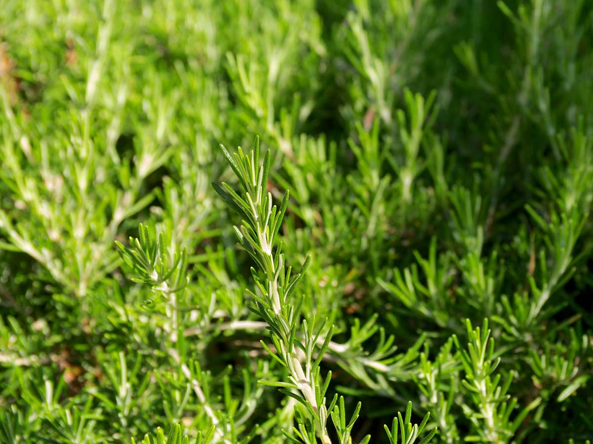 Drought-Tolerant Plants For Every Landscape & Plant Type 13 rosemary plant closeup