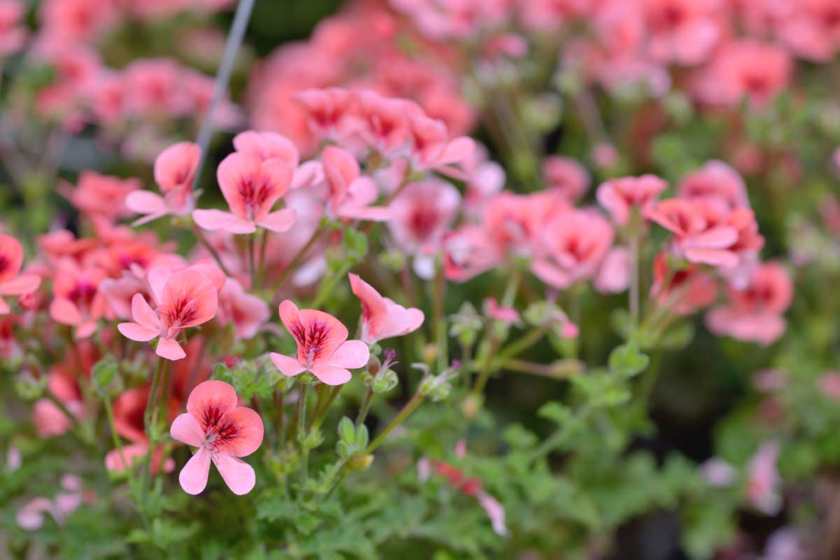 Low-Maintenance Foundation Plants (15 Ideas + Planting Plan) 11 pink geraniums