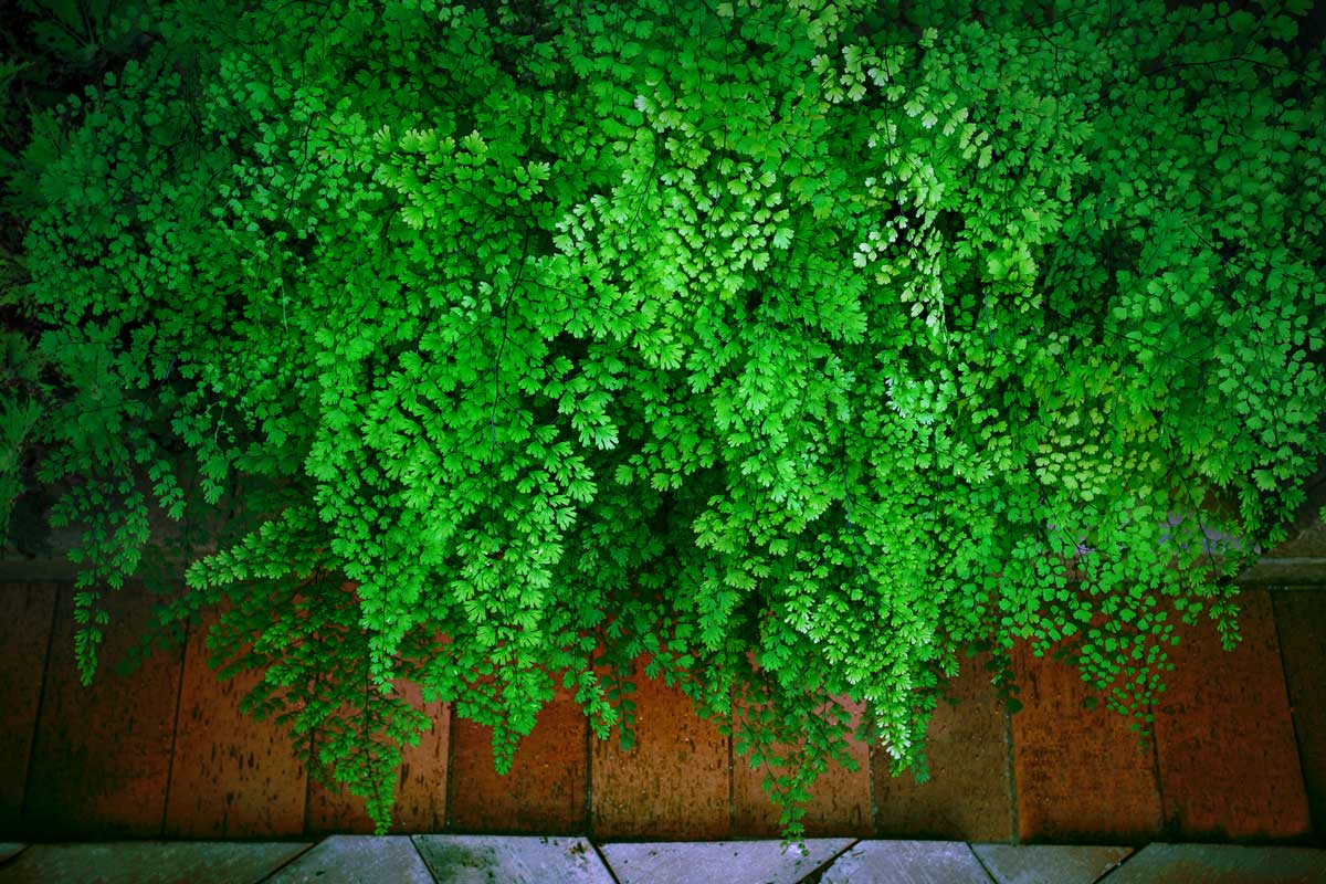 Alkaline Plants: 67 Trees, Shrubs, Vegetables & Flowers That Thrive 8 alkaline soil-plant - Maidenhair fern