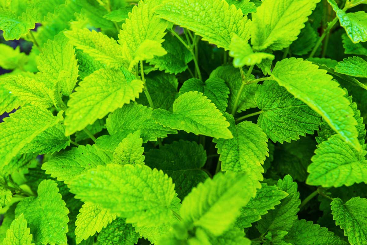Mosquito Repellent Plants: 18 Plants (Annual & Perennial) & 2 Trees 13 Lemon Balm has a citrus smell