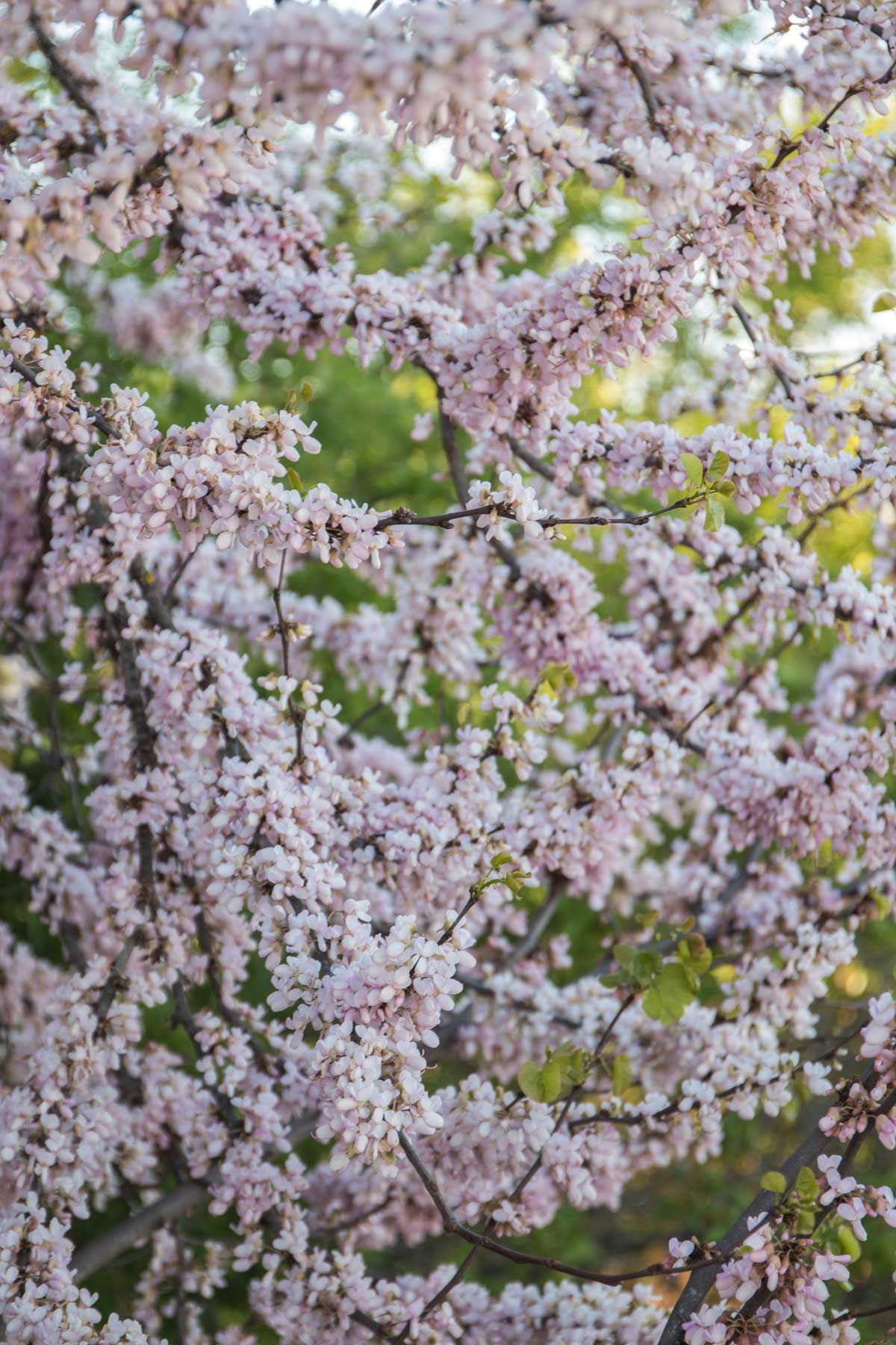 Trees With White Flowers: 23 Beautiful Choices 12 blooming white eastern redbud tree