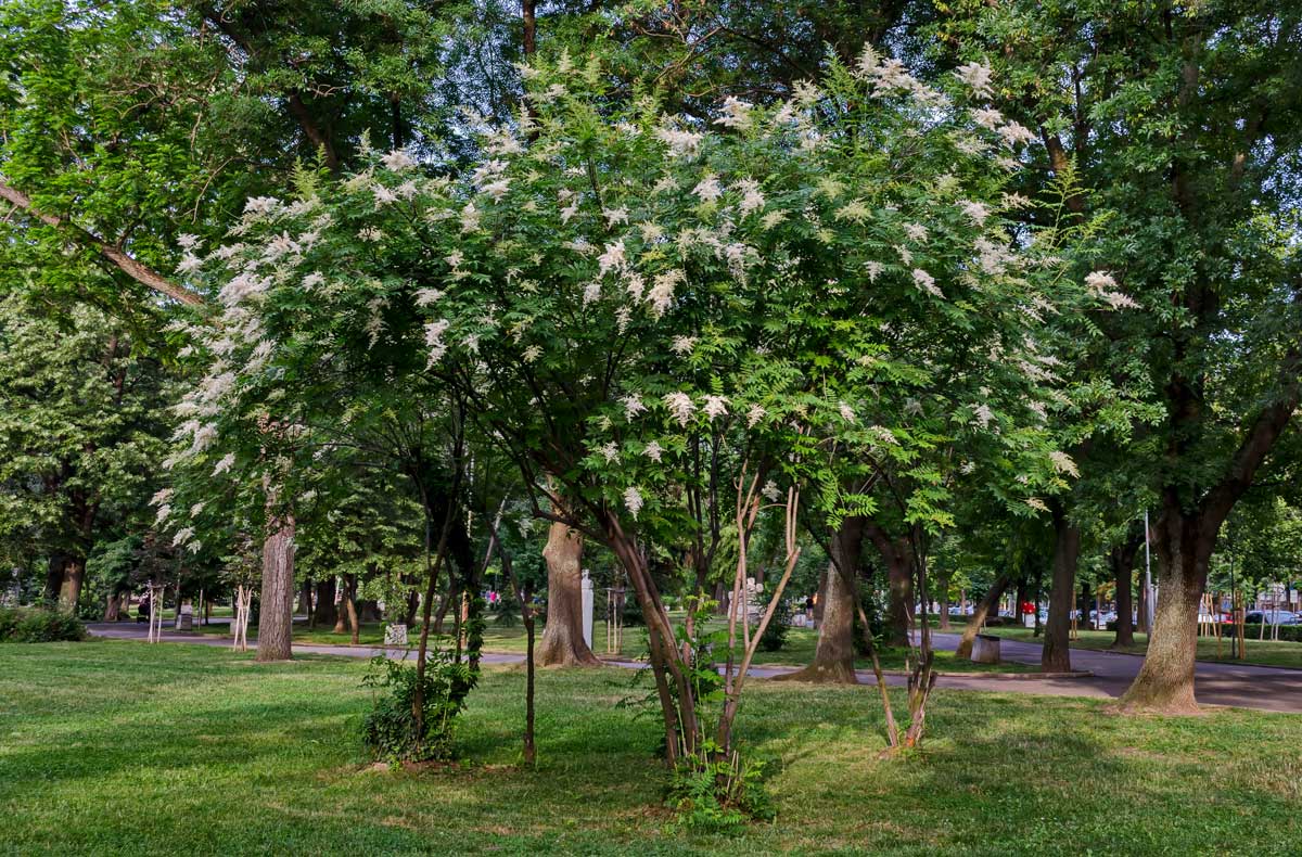 Trees With White Flowers: 23 Beautiful Choices 13 Japanese lilac trees have white flowers