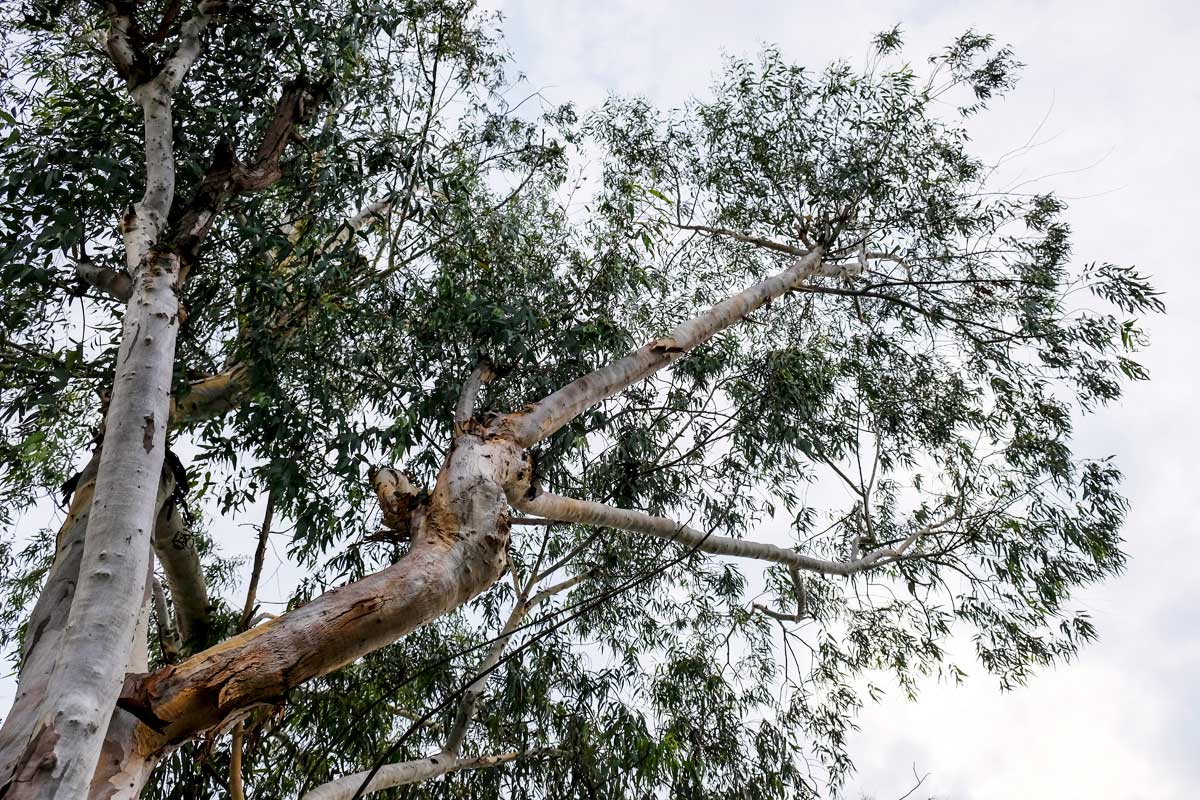 Mosquito Repellent Plants: 18 Plants (Annual & Perennial) & 2 Trees 20 Eucalyptus is a tree that acts as a mosquito repellant