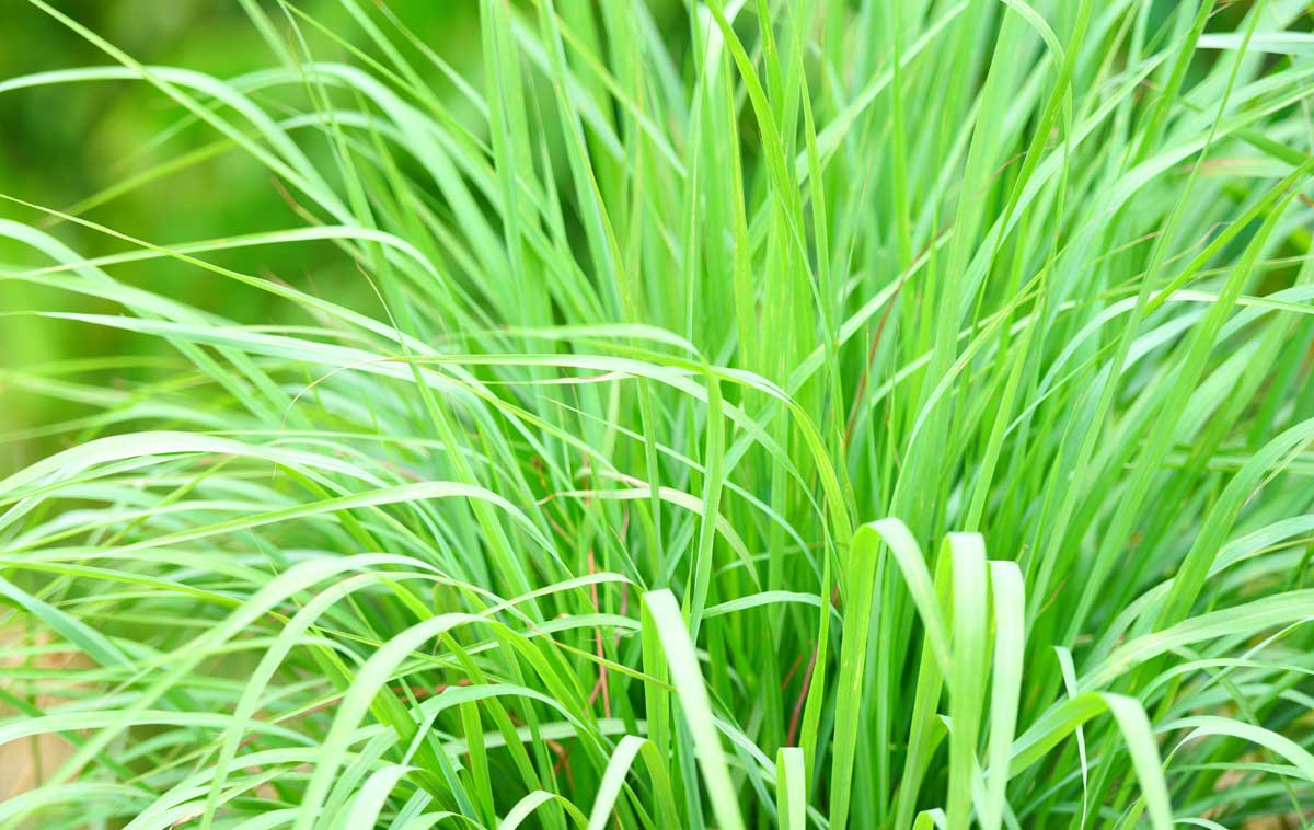 Mosquito Repellent Plants: 18 Plants (Annual & Perennial) & 2 Trees 4 lemongrass can work as a mosquito repellent