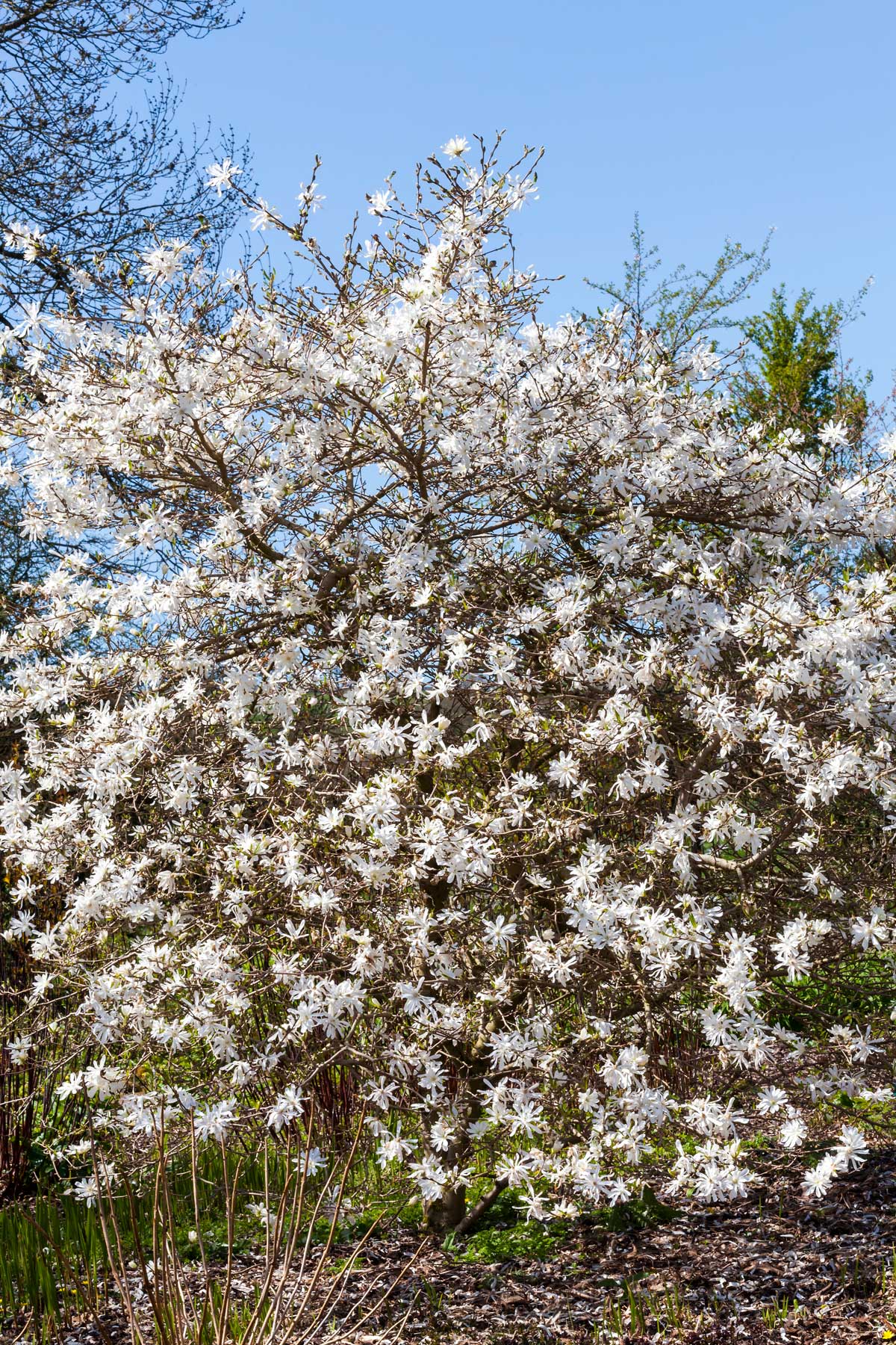 Trees With White Flowers: 23 Beautiful Choices 6 star magnolia is a tree with white flowers
