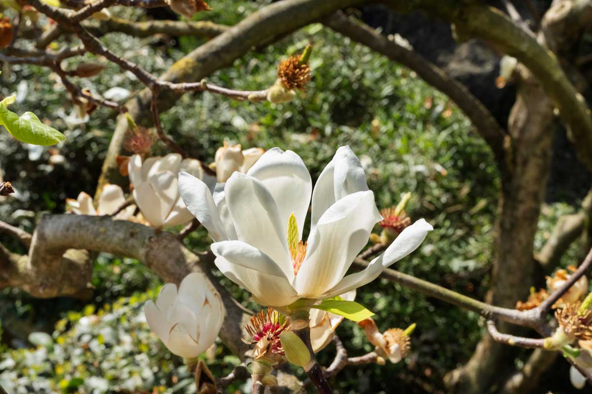 Trees With White Flowers: 23 Beautiful Choices 5 white flowering southern magnolia tree