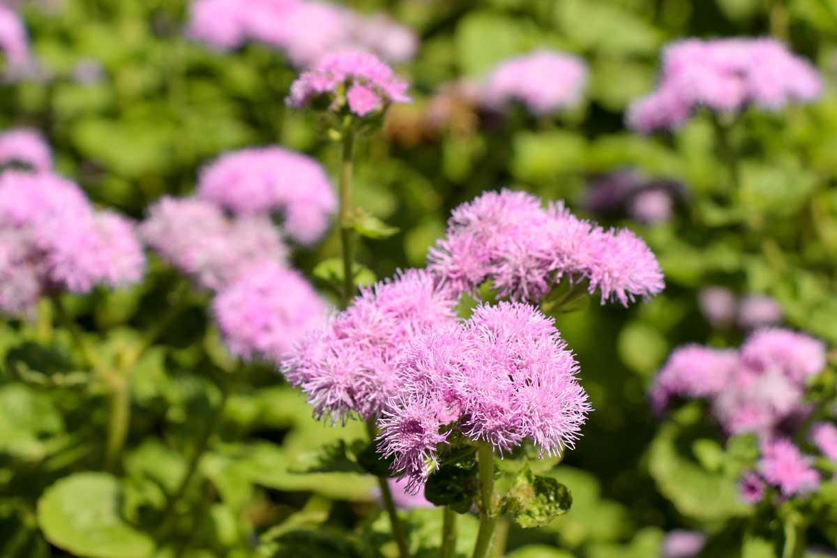 Mosquito Repellent Plants: 18 Plants (Annual & Perennial) & 2 Trees 14 floss flowers have coumarin which is a natural bug repellent