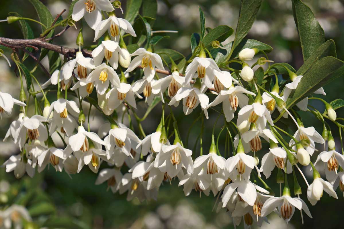 Trees With White Flowers: 23 Beautiful Choices 14 close up of Japanese Snowbell tree with blooming white flowers